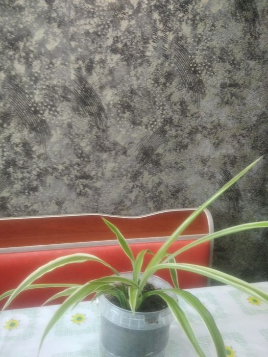 Хлорофитум цветок