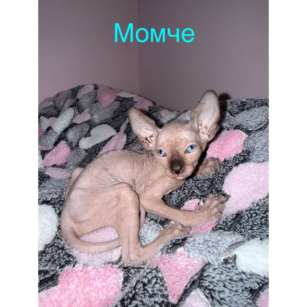 Канадски сфинкс котки