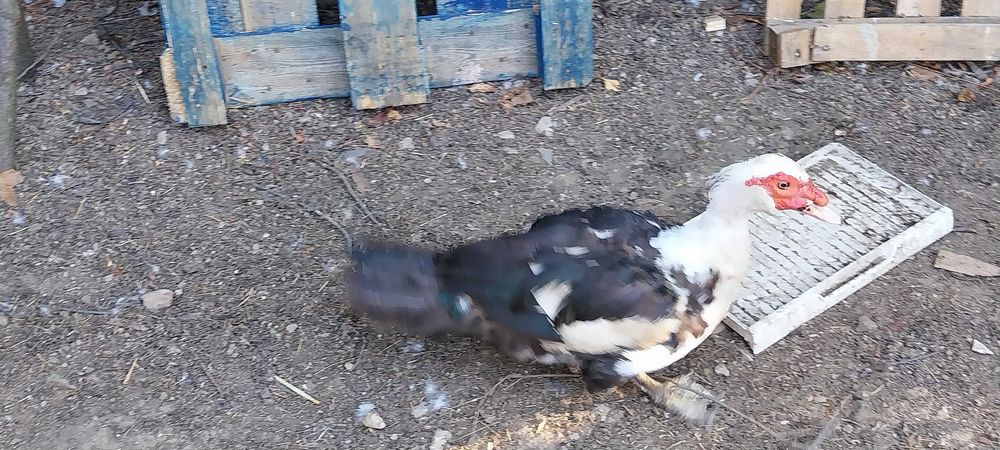 Ratoi Bio Rate Mute Lesesti