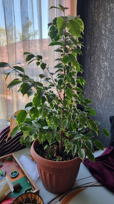 Бенджамини - Шарени.