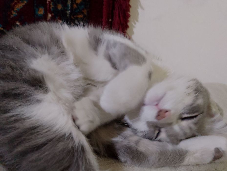 Харошая кошка.     Мужик