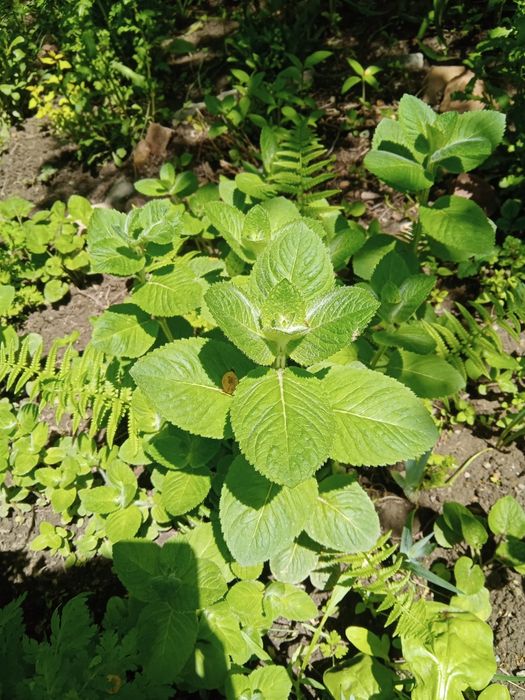 Мята для кулинарии .