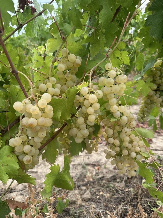 Vand struguri pentru vin