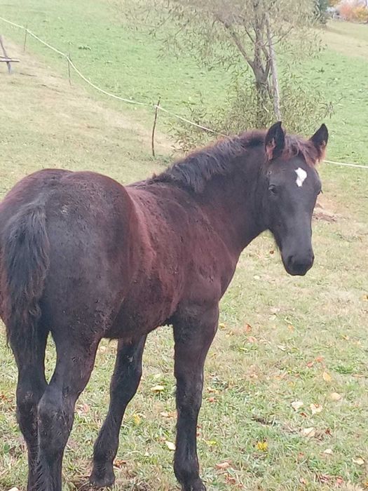 Vand manz negru cu varsta de 5 luni