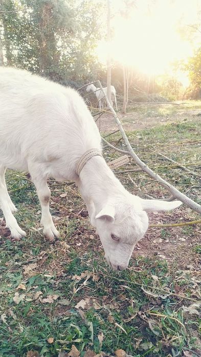 Зенен эчки болалари сотилади.