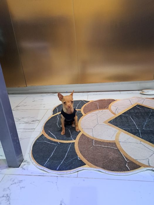 Pincher s vaksina i pasport