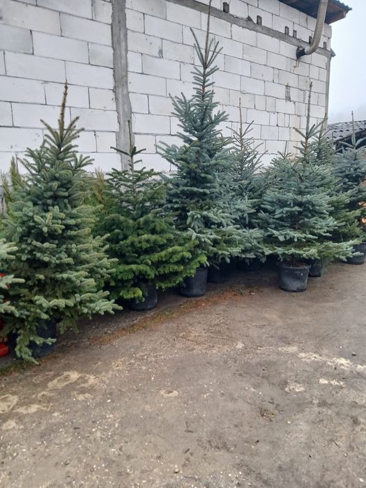 Brad Verde , Pentru craciun la oferta