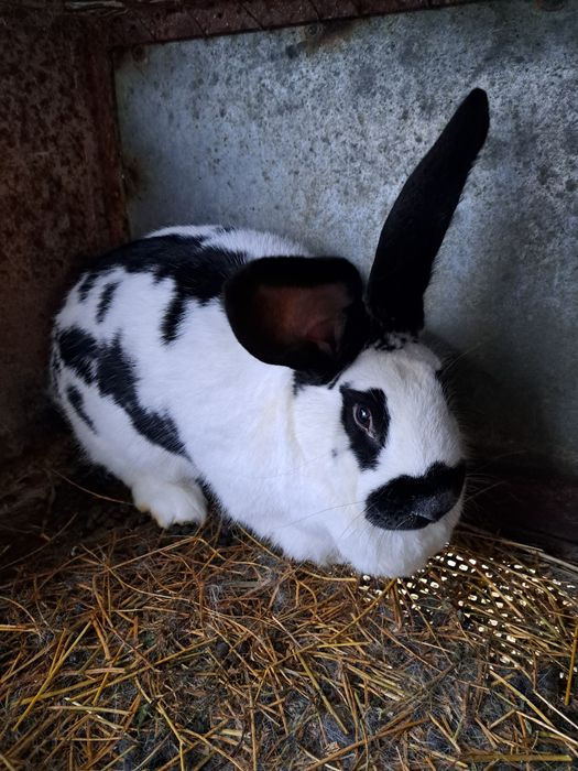 Vind iepuri rasa comuna