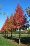 Arborele de Guma (Liquidambar)