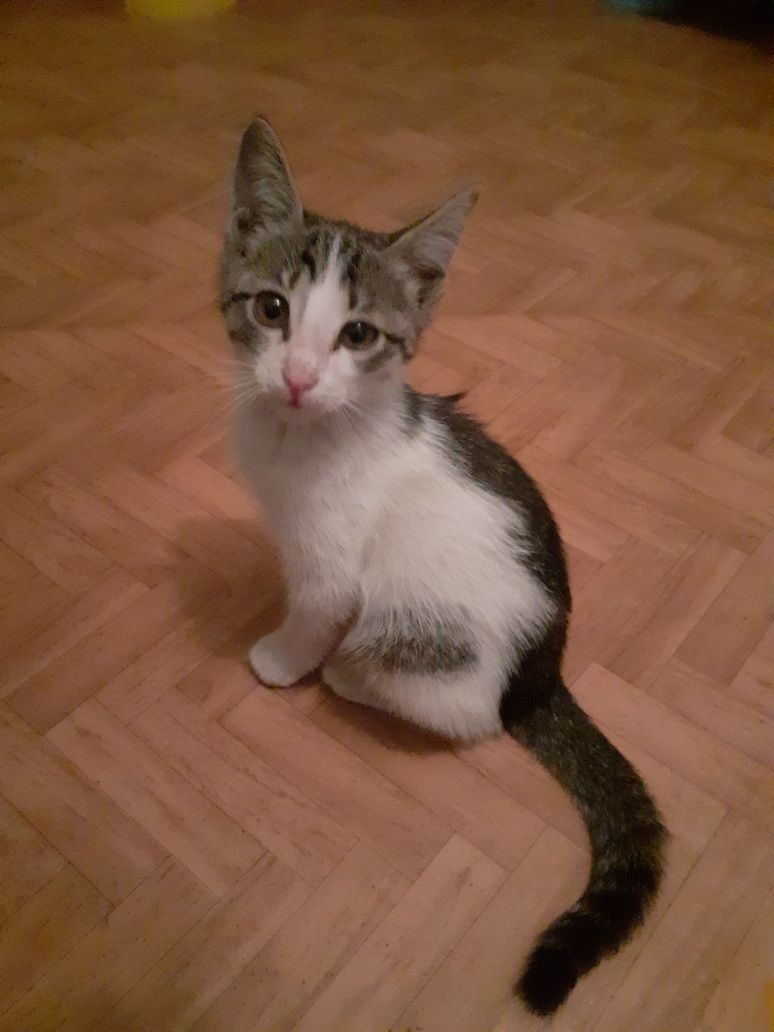 Отдам котёнка мальчика
