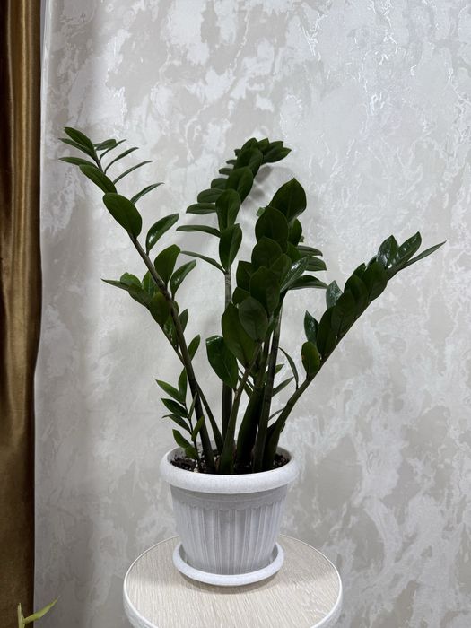 Замиокулькас Долларовое дерево