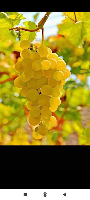 Vând struguri de vin