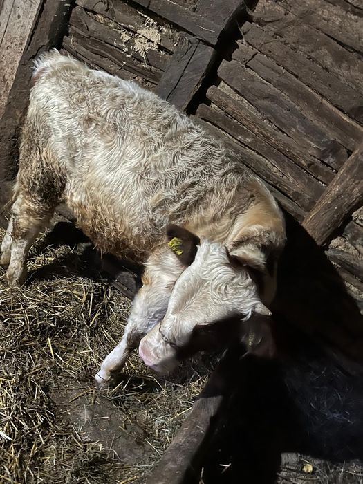 Vând vițel de 3 luni jumate