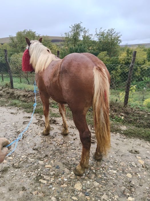 Vând mânz Cipăieni judetul Mureș