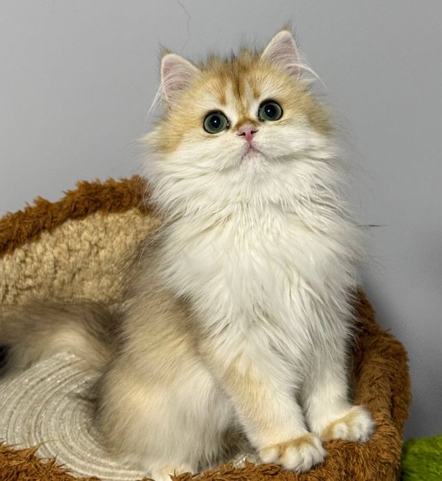 На продаже британская девочка