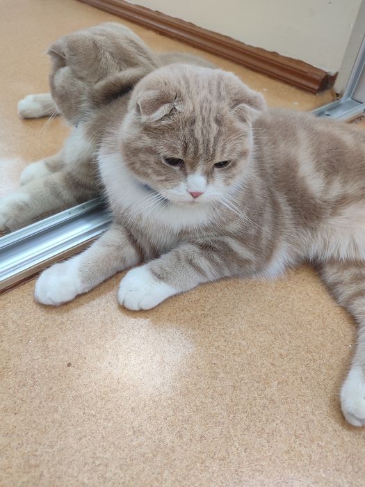 Mushuk scottish fold