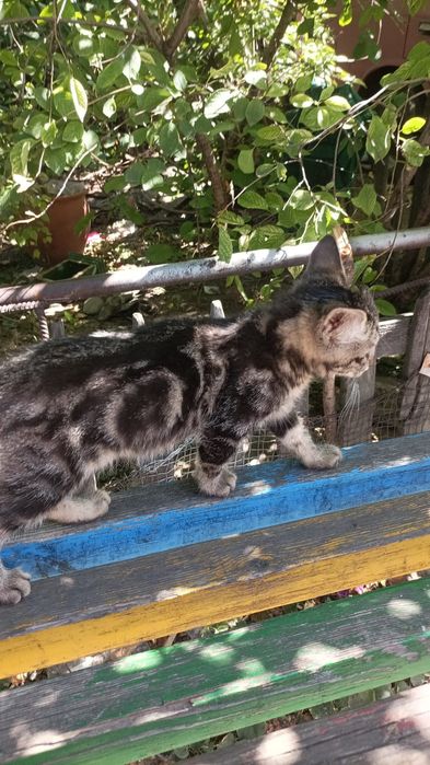 Котят в хорошие руки