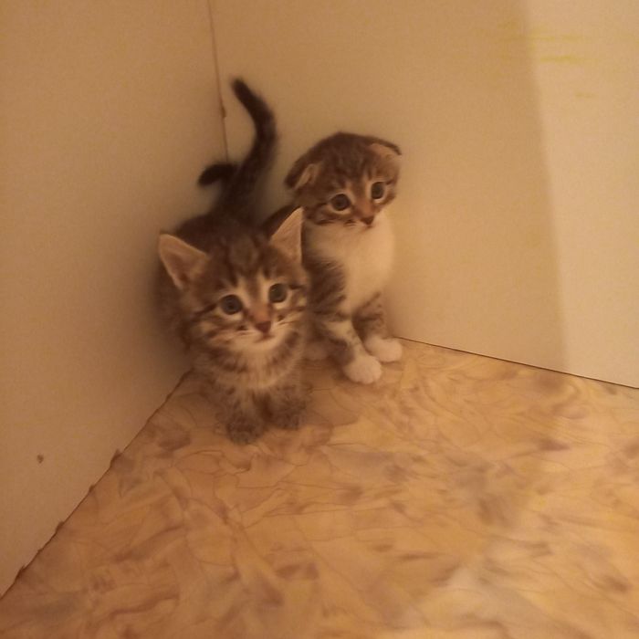 Шотландский котёнок 1,5 месяц