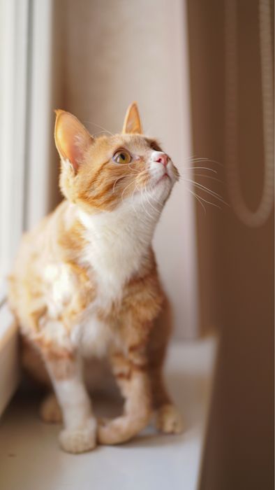 Mushukcha Rizjik uy izlayapti — Toshkent