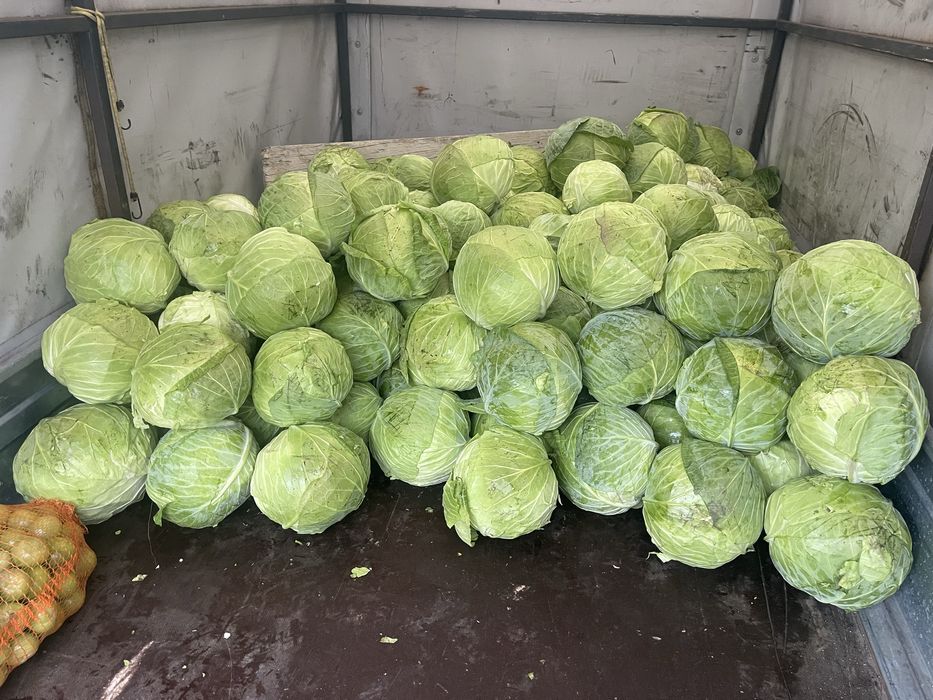 Varza, muraturi, cartofi din gradina proprie