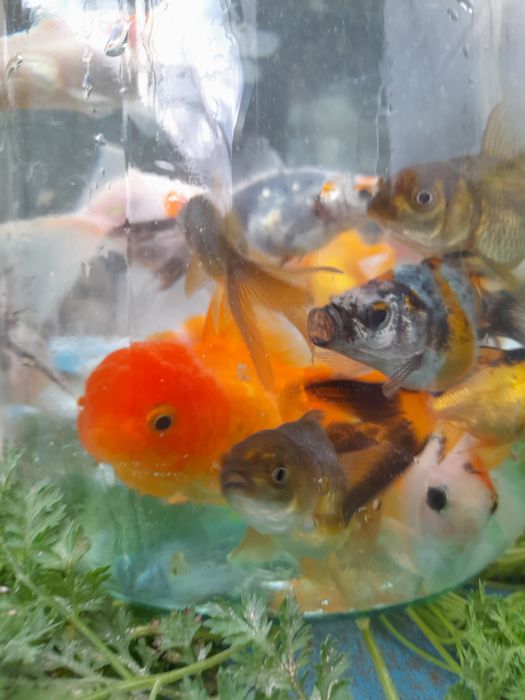 Продаётся Аранда  рыби