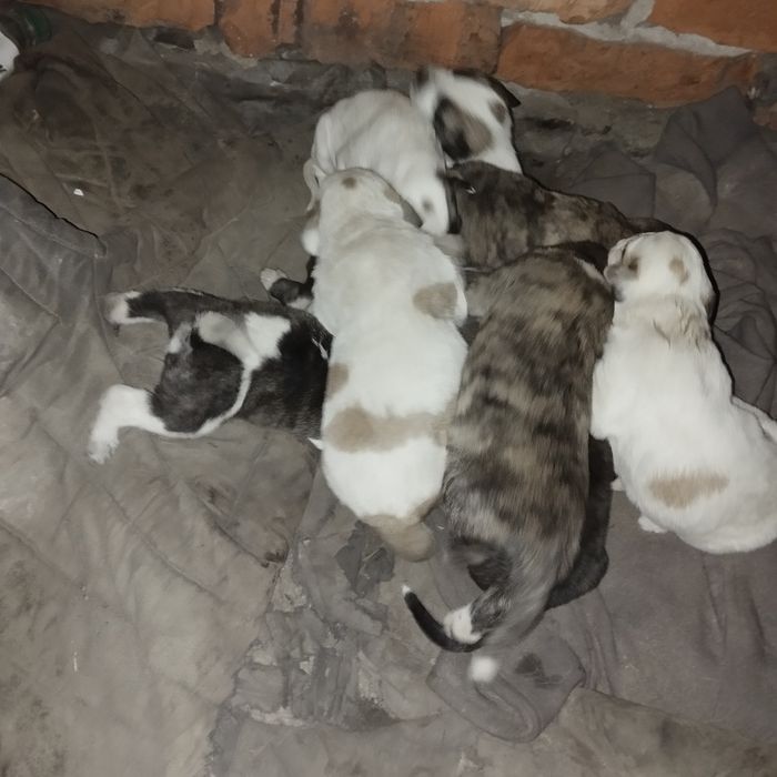 Zotor it va kuchuklar