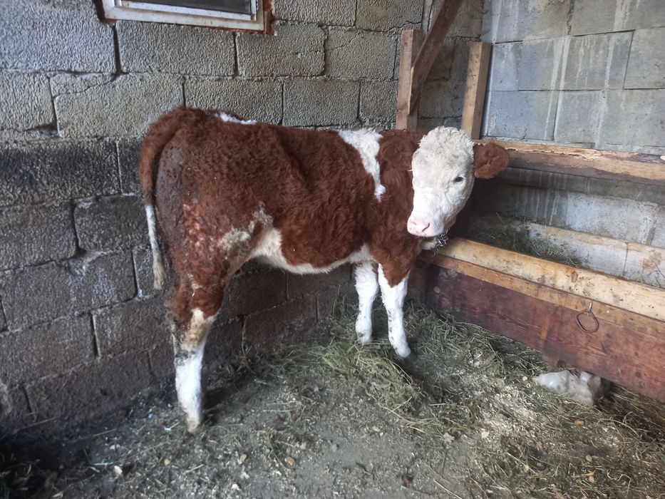 Vând vitica baltata românească de 4 luni