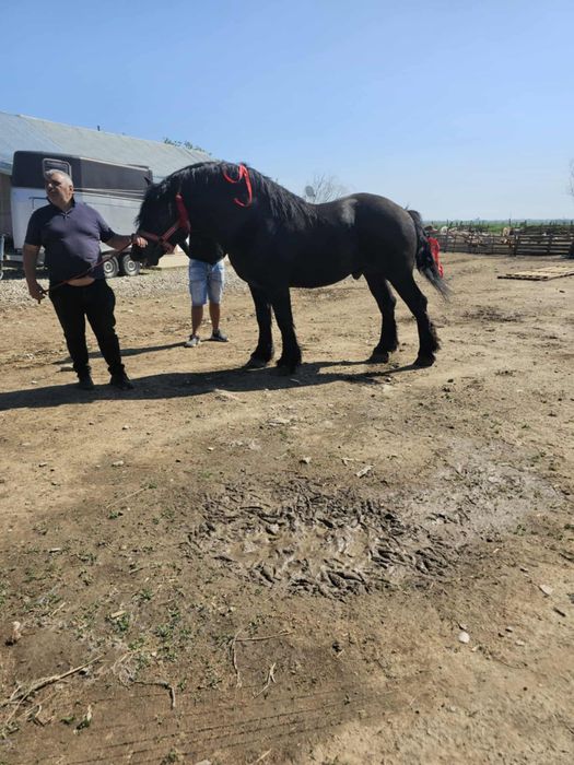 Mânza de 2 ani jumate