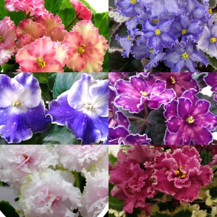 Комнатные и уличные цветы