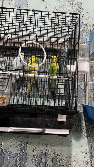 Popugay qush sotiladi 2ta juft qafasi bilan sotildi
