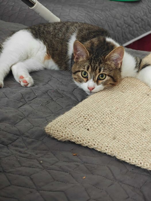 Подарявям коте на 4 месеца