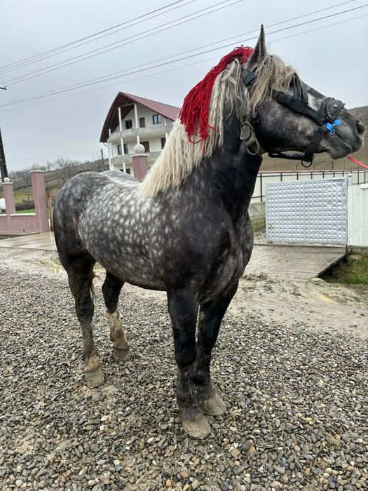 De vânzare armăsar,