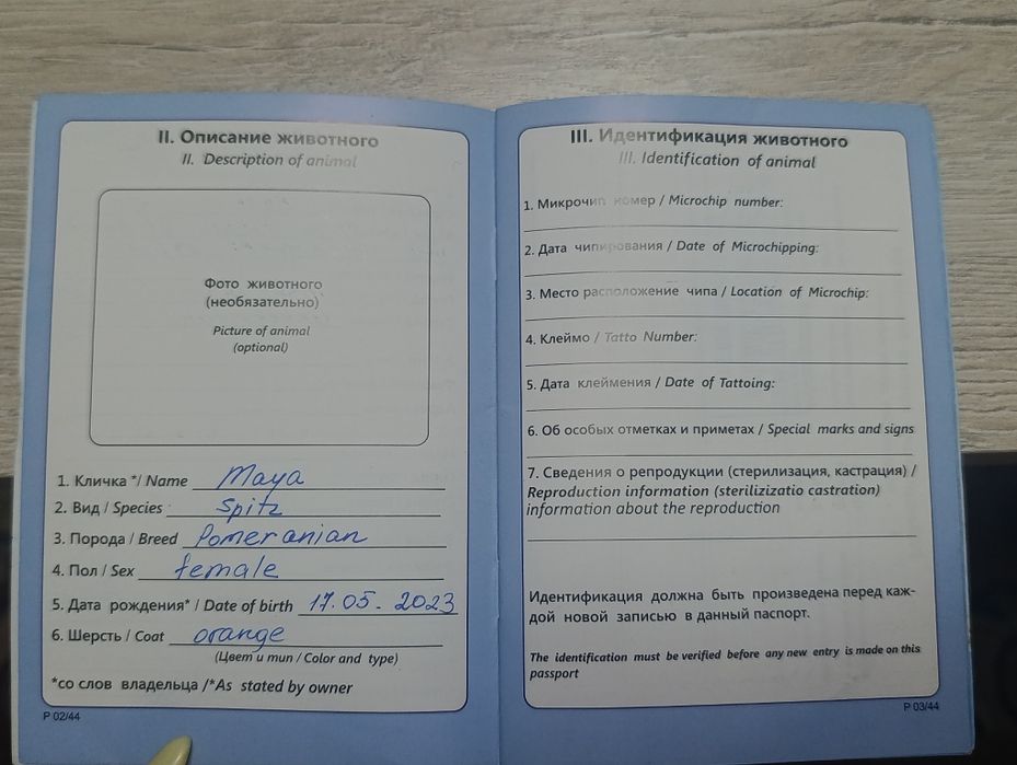 Kuchuk  soru  pomeranion