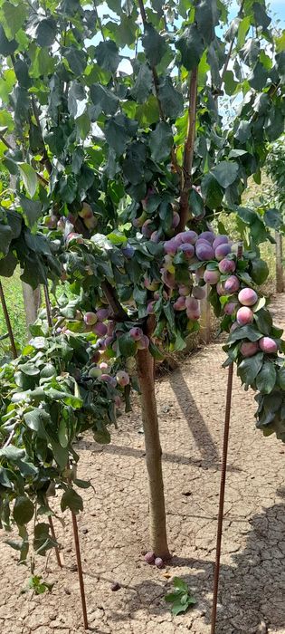 Vând pomi fructiferi