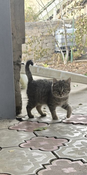 Котята пародистые, Британские короткошерстные. Отдам бесплатно