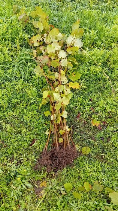 Puieti de alun   și marcote certificate