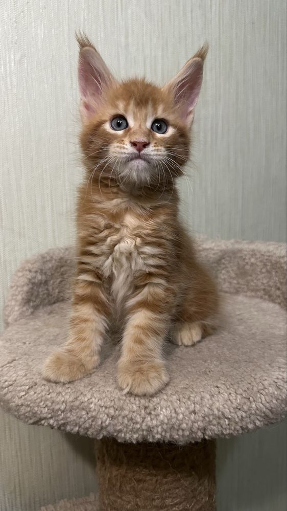 Питомник_ породистых котят