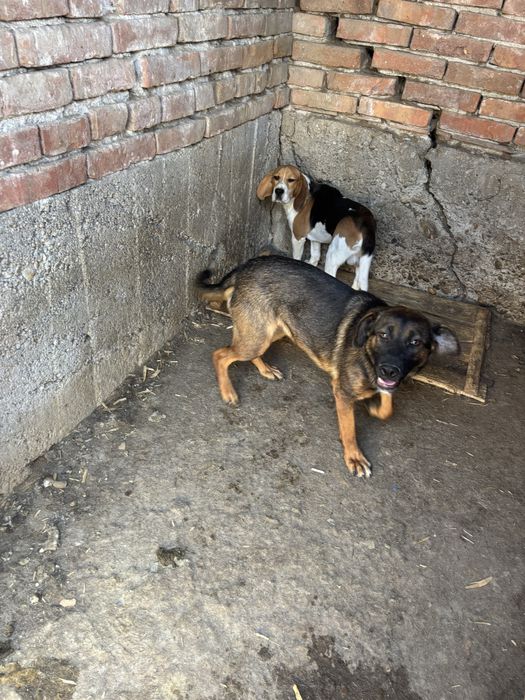 Donez câine lup corcit cu amstaff