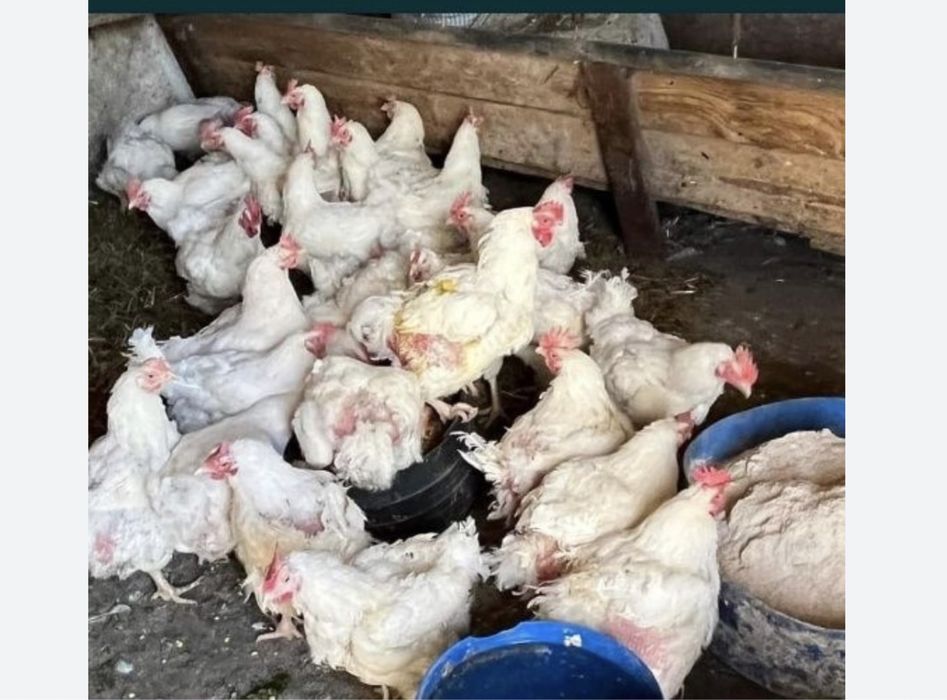 Vand gaini albe de carne livrari la domiciliu