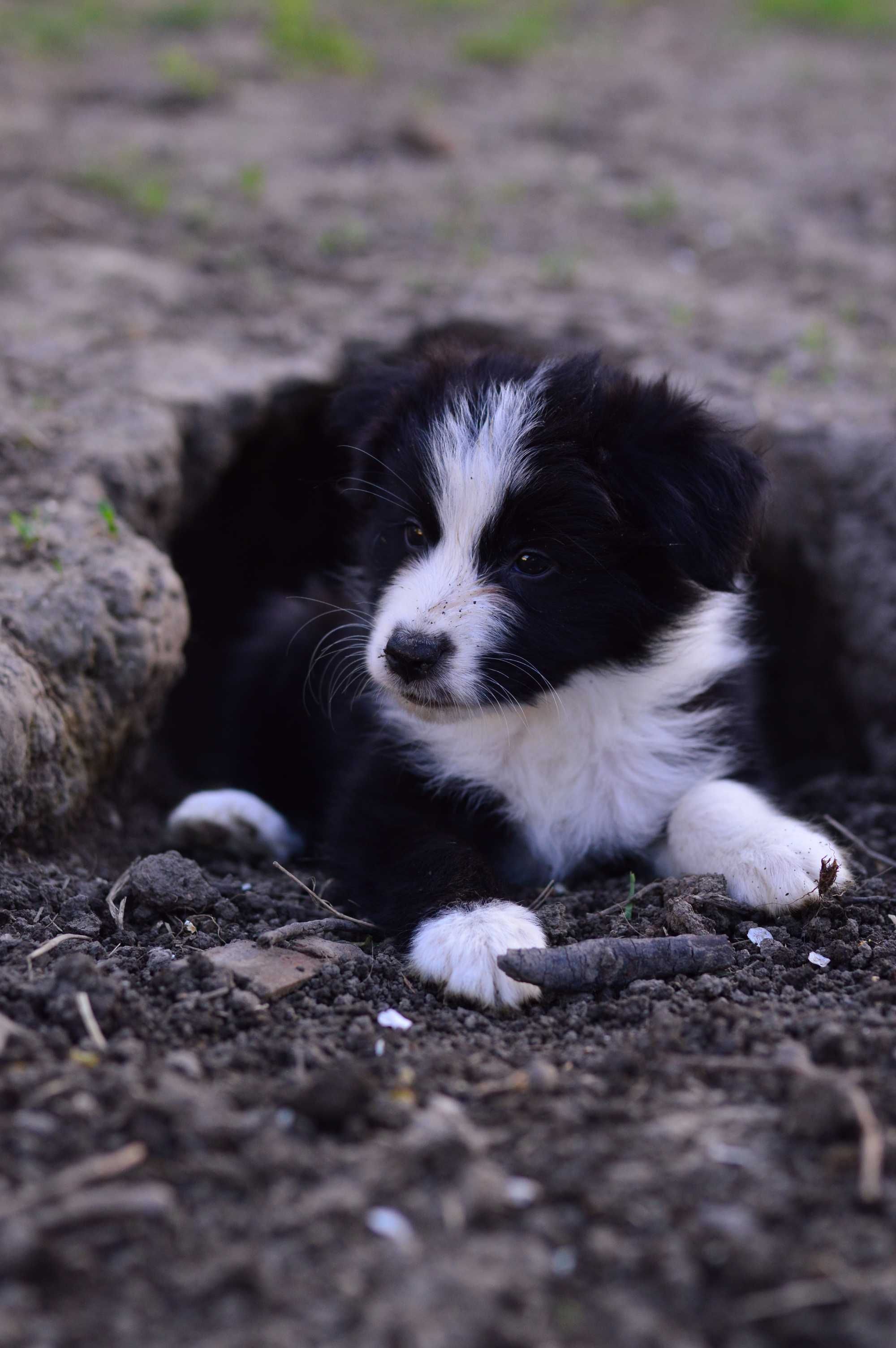 Baietel Border Collie cu pedigree