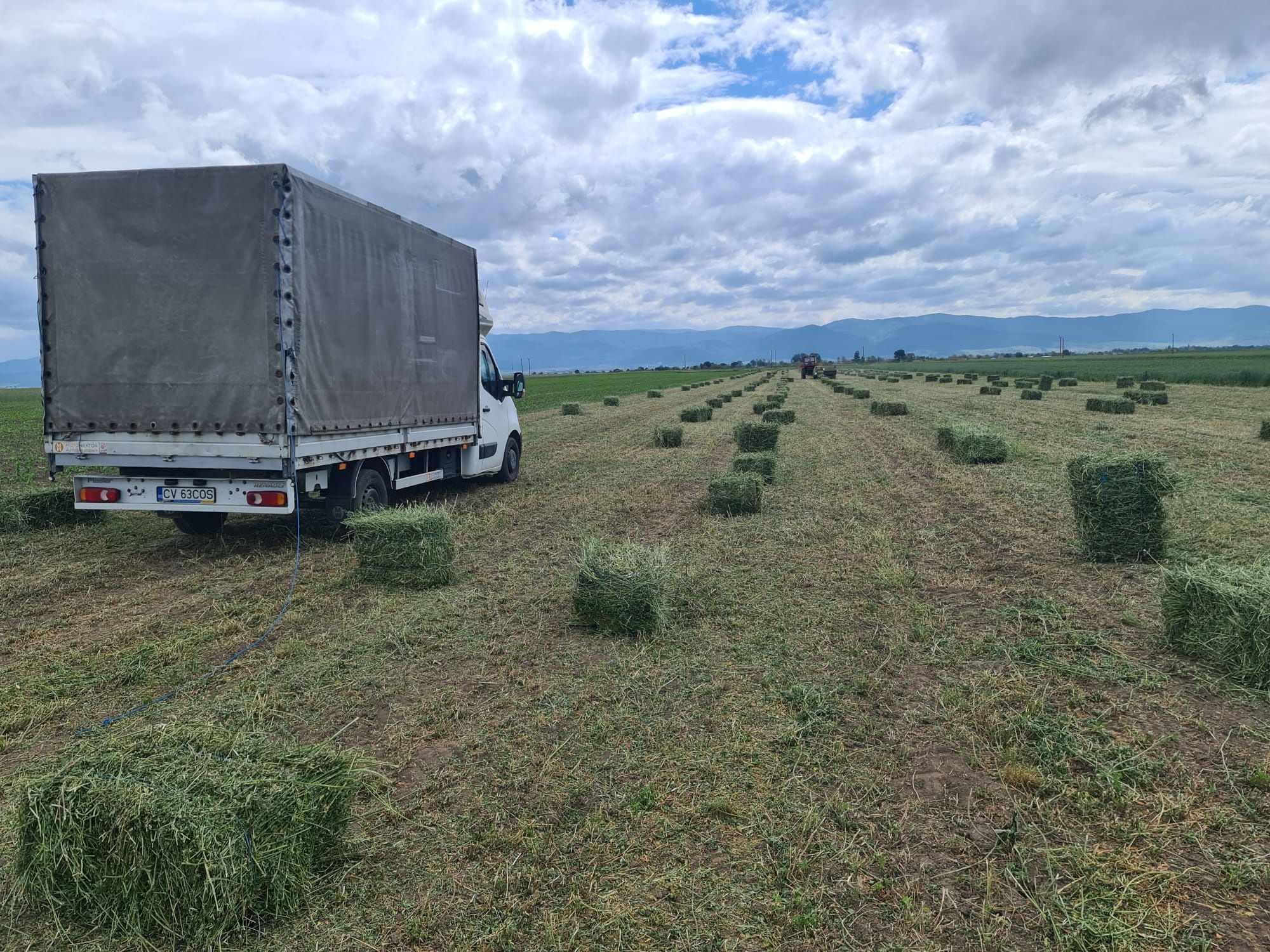 Vand baloti de Lucernă fan producție 2025 transport la domiciliu