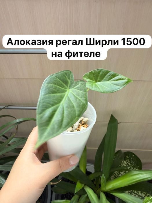 Комнатые растения