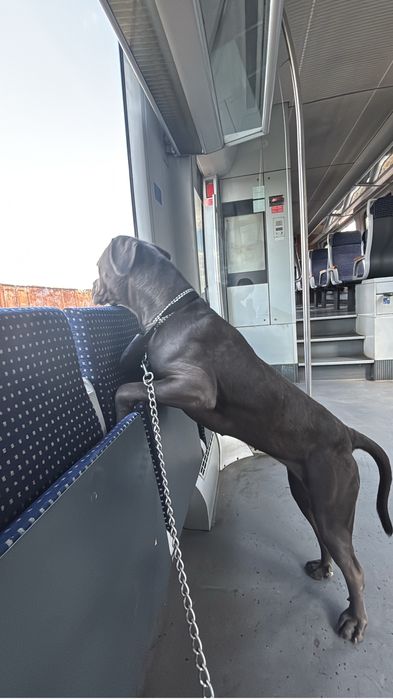 Catelusa Cane Corso