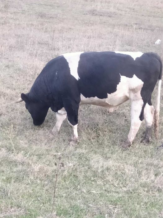 Taur  HOLSTEIN de vânzare