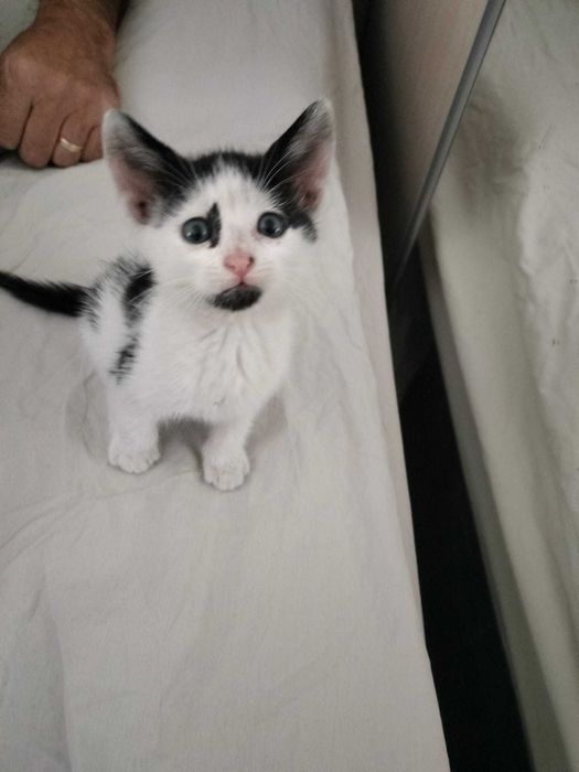 Pisicuța pentru adopție