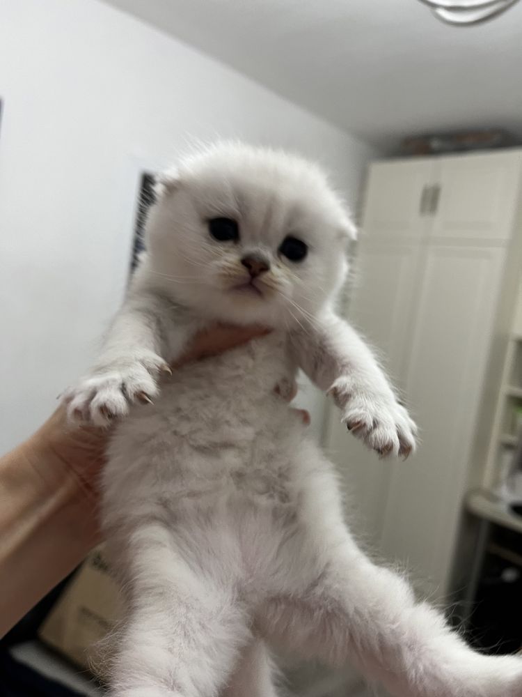 Pisici Scottish Fold & Scottish Straight adorabili