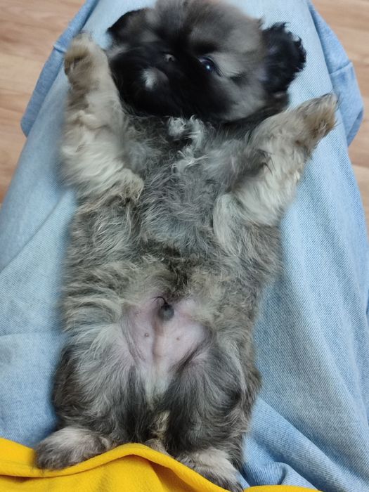 Продаются Щенки Пекинеса