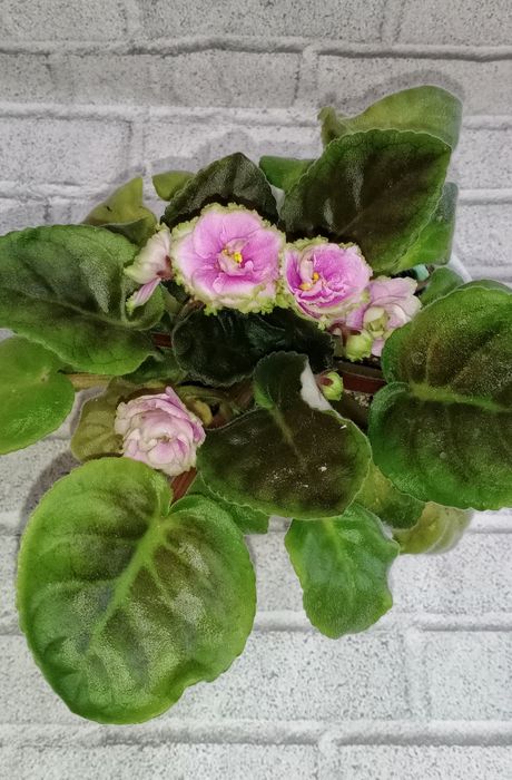 Продам фиалки сортовые