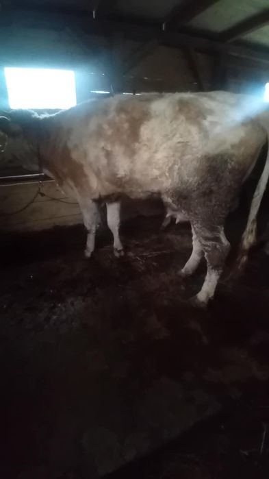 Vînd o juninca la prima fătare și o vacă de 6 ani