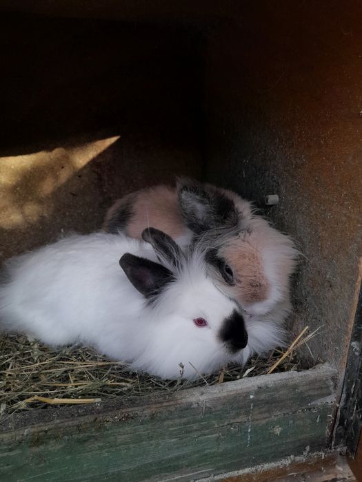 Vând, schimb tineret și maturi, rase pure uriașe și pitice